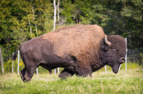 Image de la catégorie Viandes de Bison