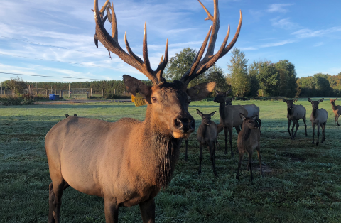 Image de la catégorie Viandes de Wapiti